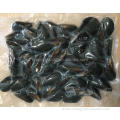 High quality tasty and delicious frozen boiled mussel with factory price